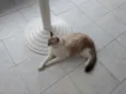 Passarinho