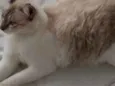 Passarinho