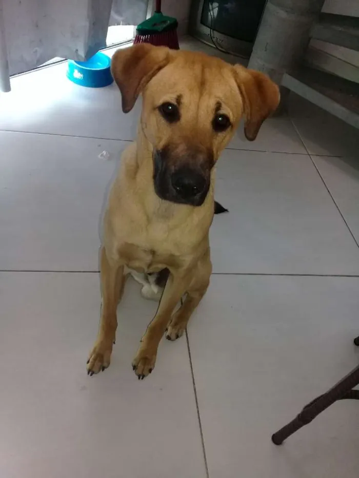 Cachorro ra a Desconhecida idade 7 a 11 meses nome Tedy