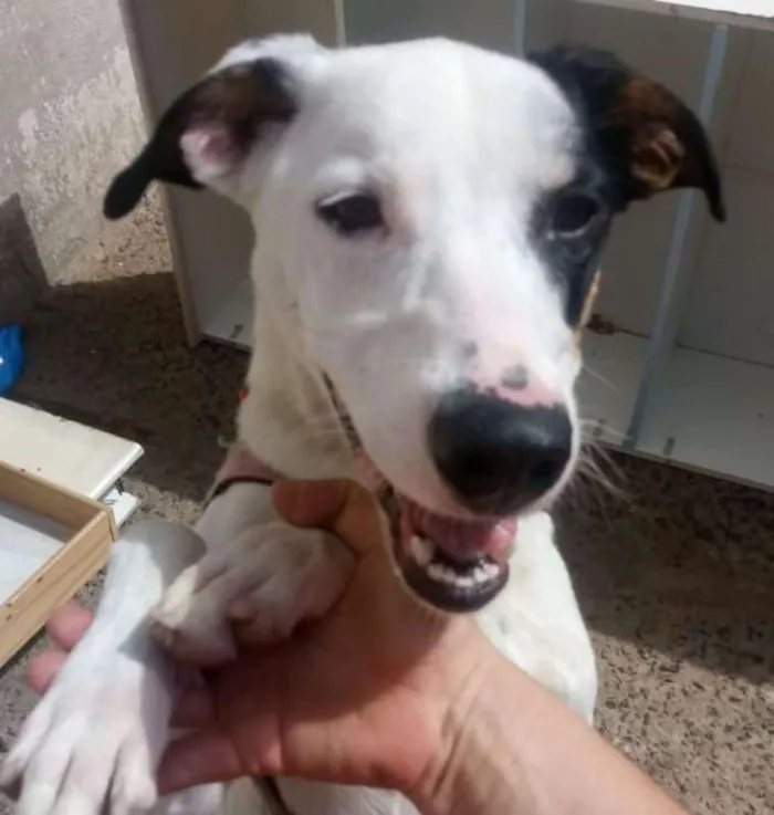 Cachorro ra a srd idade 1 ano nome Bella