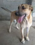 Maneco