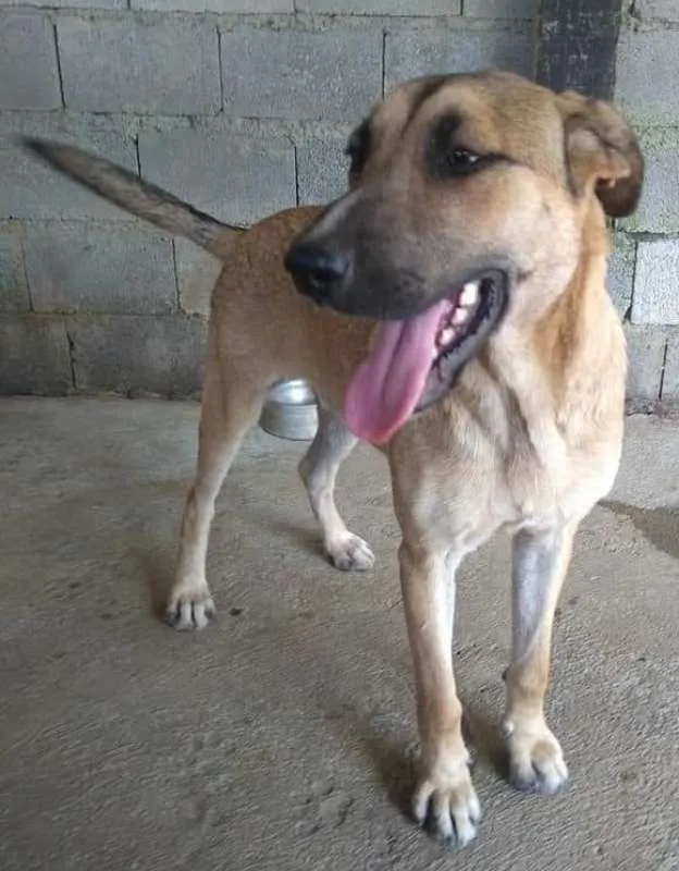 Cachorro ra a Srd idade 1 ano nome Maneco
