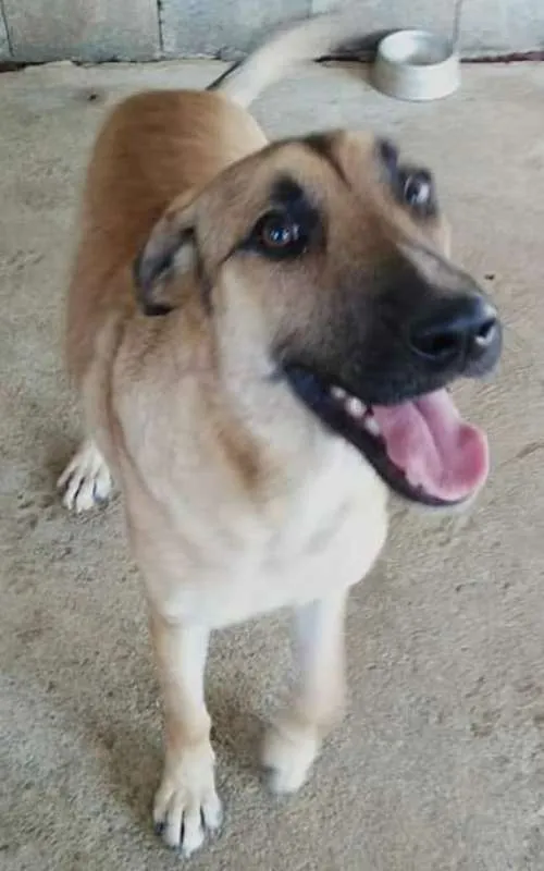 Cachorro ra a Srd idade 1 ano nome Maneco