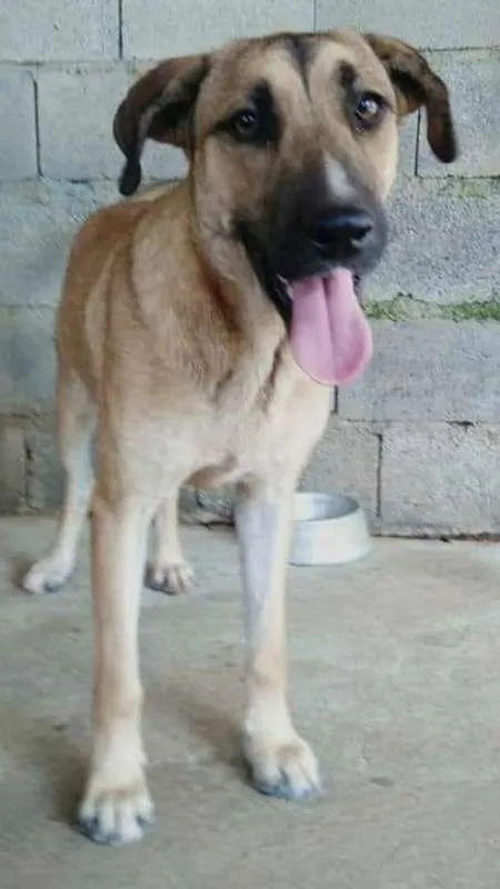Cachorro ra a Srd idade 1 ano nome Maneco