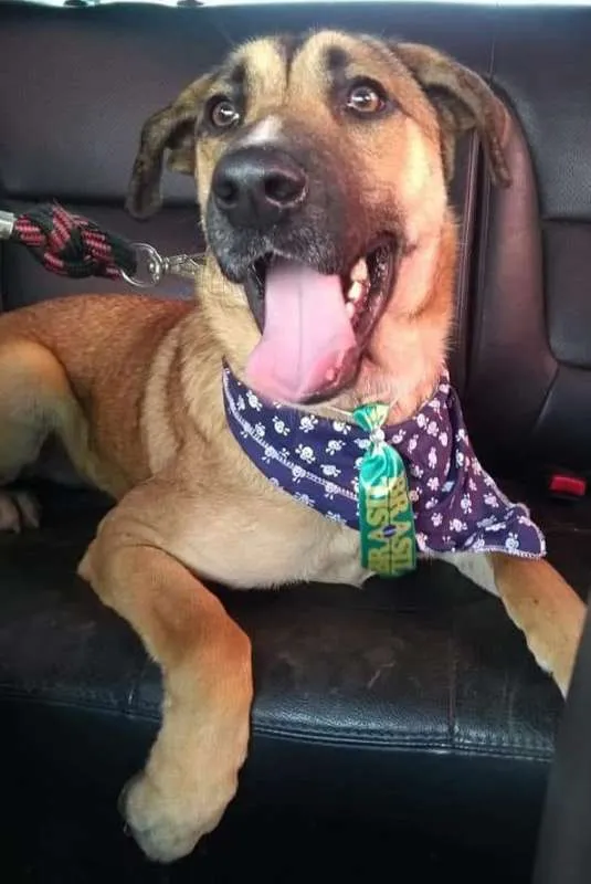 Cachorro ra a Srd idade 1 ano nome Maneco