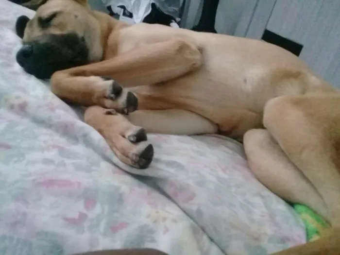 Cachorro ra a Desconhecida idade 7 a 11 meses nome Tedy