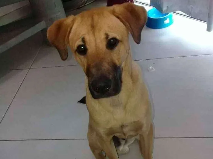 Cachorro ra a Desconhecida idade 7 a 11 meses nome Tedy