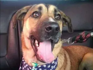 Cachorro raça Srd idade 1 ano nome Maneco