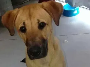 Cachorro raça Desconhecida idade 7 a 11 meses nome Tedy