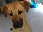 Cachorro raça Desconhecida idade 7 a 11 meses nome Tedy