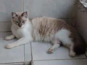 Gato raça Siamês idade 7 a 11 meses nome Passarinho