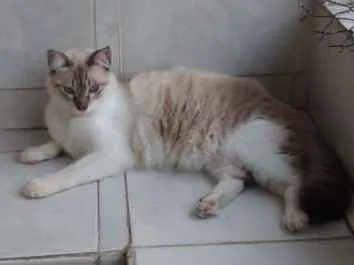 Gato ra a Siamês idade 7 a 11 meses nome Passarinho