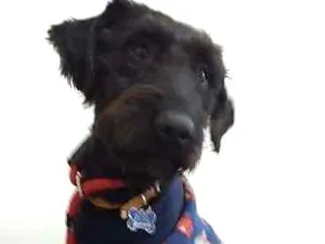 Cachorro raça SRD idade 7 a 11 meses nome João Grandão