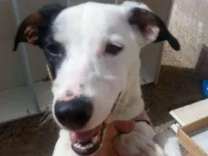 Cachorro raça srd idade 1 ano nome Bella