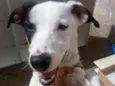 Bella