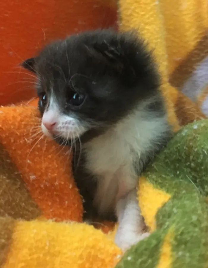 Gato ra a SRD idade Abaixo de 2 meses nome GALILEU