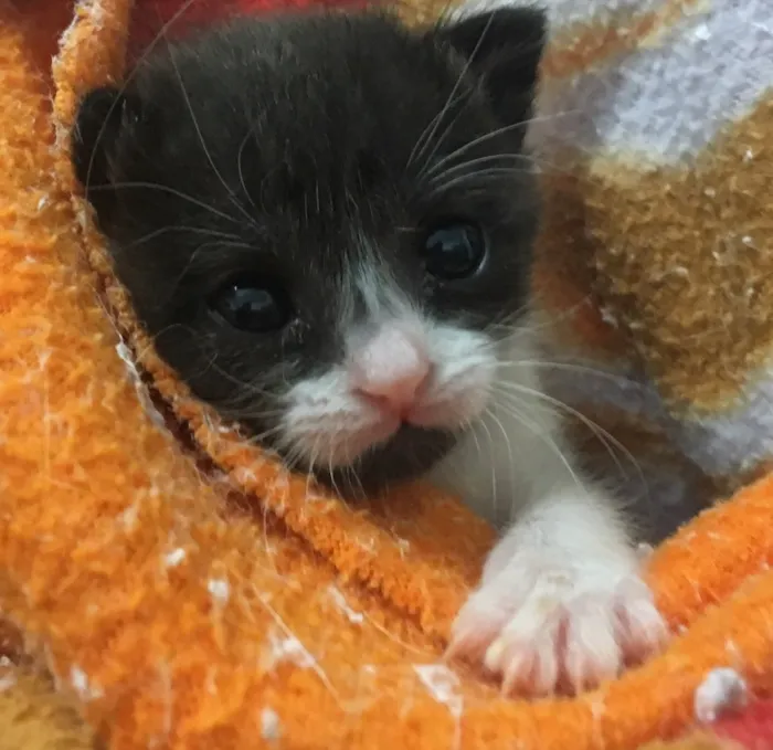 Gato ra a SRD idade Abaixo de 2 meses nome GALILEU