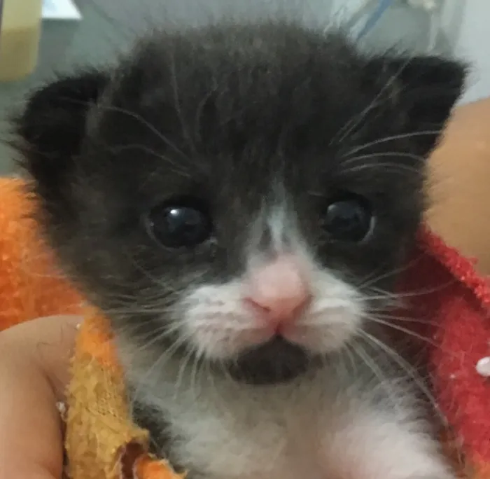 Gato ra a SRD idade Abaixo de 2 meses nome GALILEU