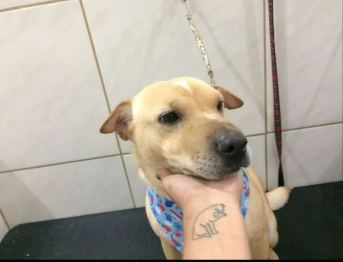 Cachorro raça Sem raça definida  idade 2 anos nome Peco 