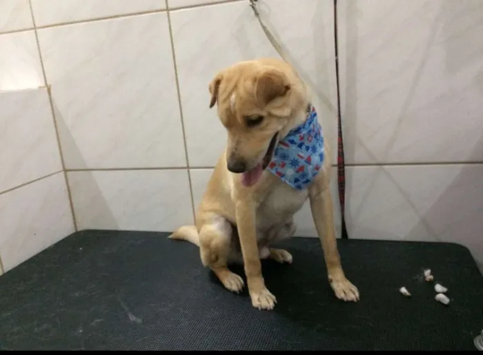 Cachorro raça Sem raça definida  idade 2 anos nome Peco 