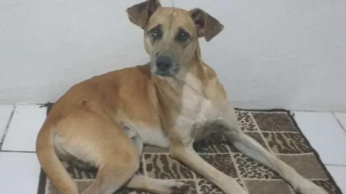 Cachorro raça SRD  idade 7 a 11 meses nome Logan