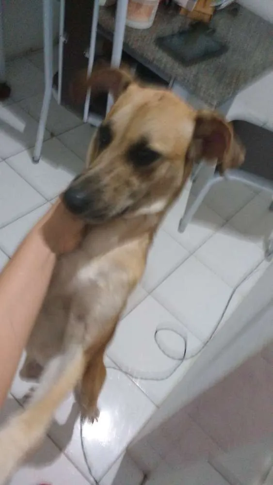 Cachorro raça SRD  idade 7 a 11 meses nome Logan