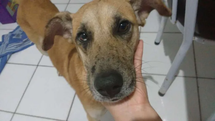 Cachorro raça SRD  idade 7 a 11 meses nome Logan