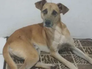 Cachorro raça SRD  idade 7 a 11 meses nome Logan