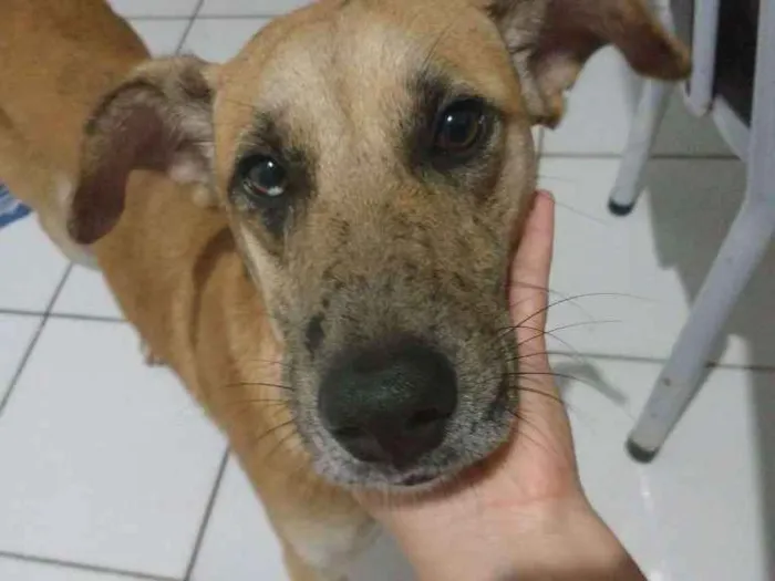 Cachorro raça SRD  idade 7 a 11 meses nome Logan