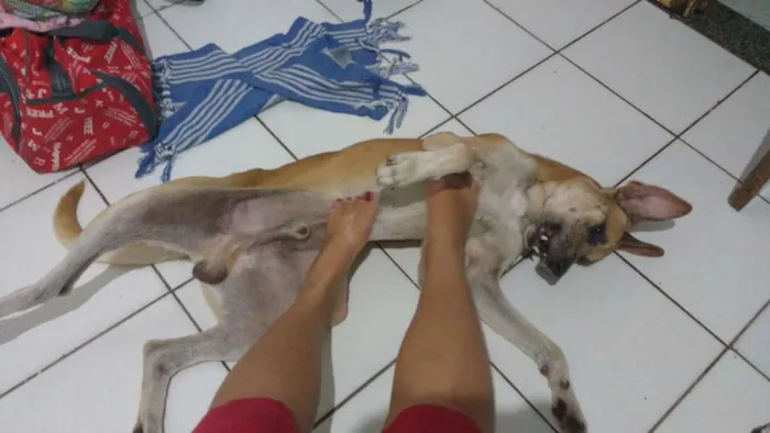 Cachorro raça SRD  idade 7 a 11 meses nome Logan