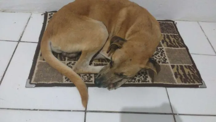 Cachorro raça SRD  idade 7 a 11 meses nome Logan