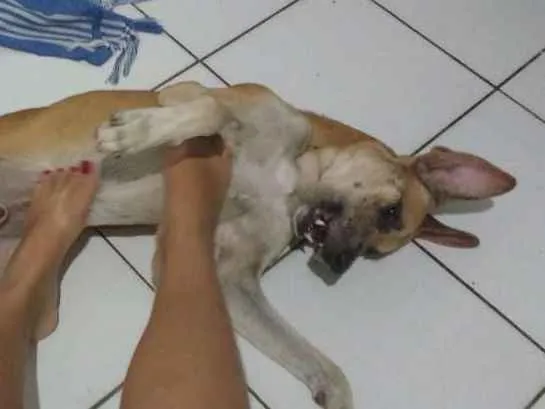 Cachorro raça SRD  idade 7 a 11 meses nome Logan