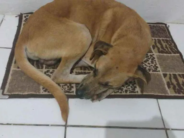 Cachorro raça SRD  idade 7 a 11 meses nome Logan
