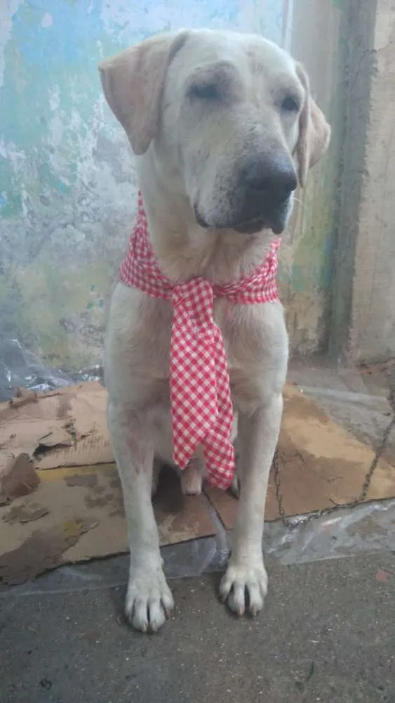 Cachorro raça Labrador idade 5 anos nome Thor