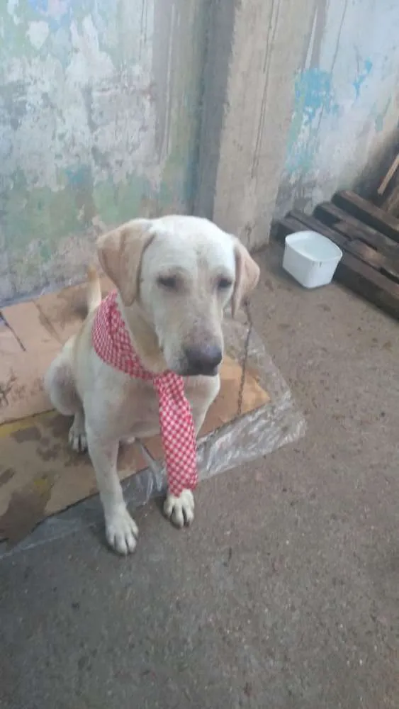 Cachorro raça Labrador idade 5 anos nome Thor