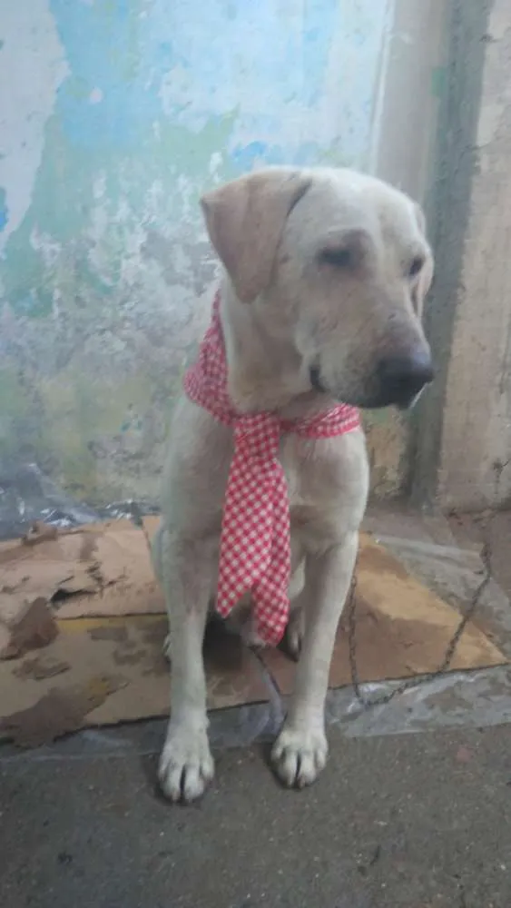 Cachorro raça Labrador idade 5 anos nome Thor