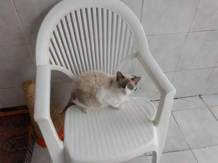 Gato ra a Siamês idade 7 a 11 meses nome Branquinho