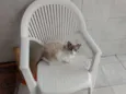 Branquinho
