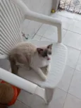 Branquinho