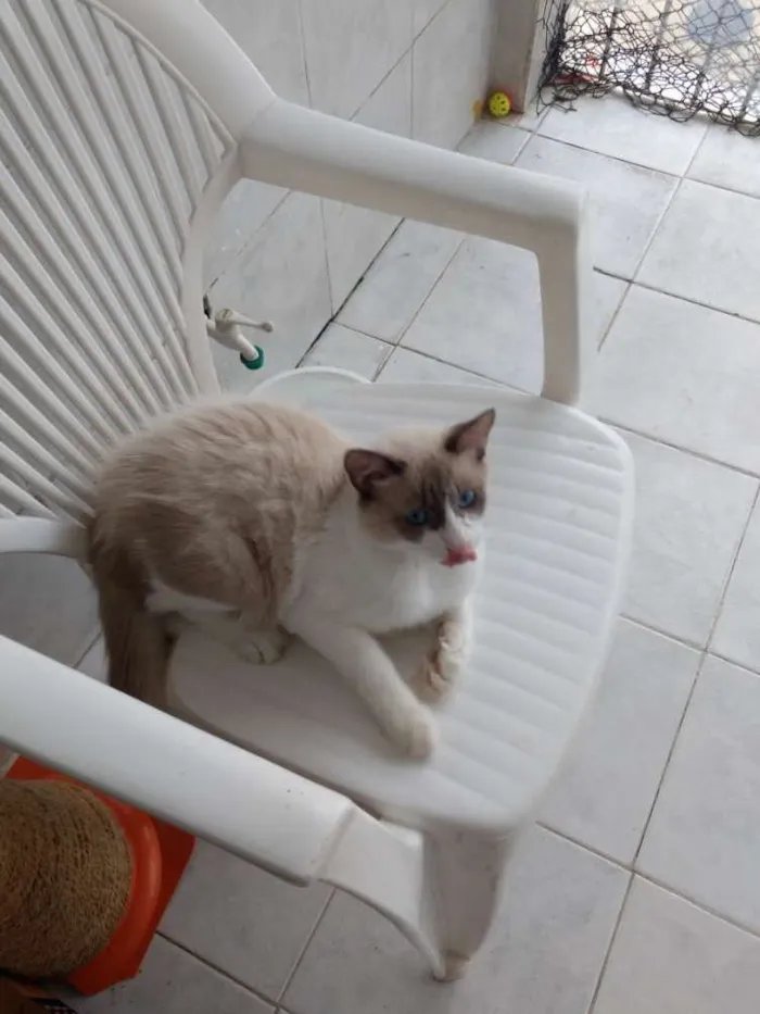 Gato ra a Siamês idade 7 a 11 meses nome Branquinho