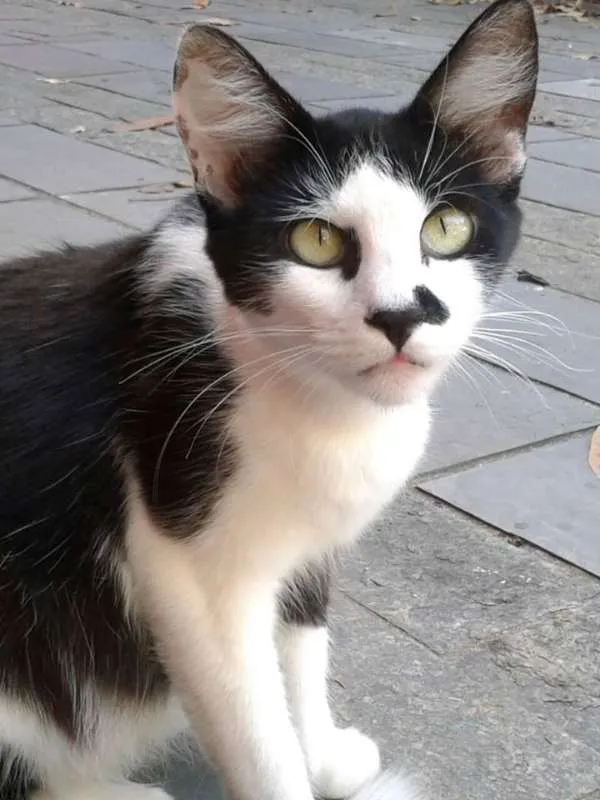 Gato ra a SRD idade 7 a 11 meses nome RITINHA