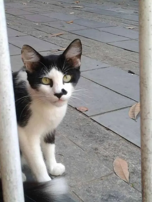 Gato ra a SRD idade 7 a 11 meses nome RITINHA
