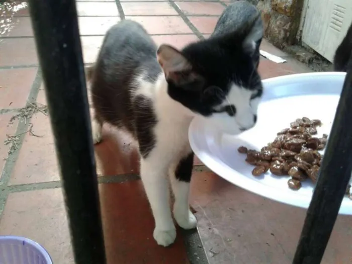 Gato ra a SRD idade 7 a 11 meses nome RITINHA