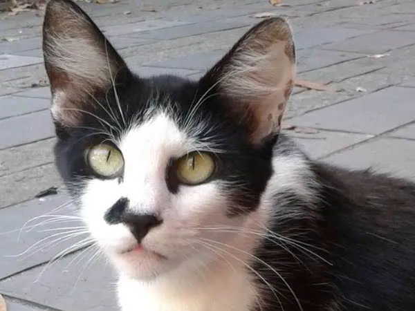 Gato ra a SRD idade 7 a 11 meses nome RITINHA