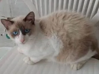 Gato ra a Siamês idade 7 a 11 meses nome Branquinho
