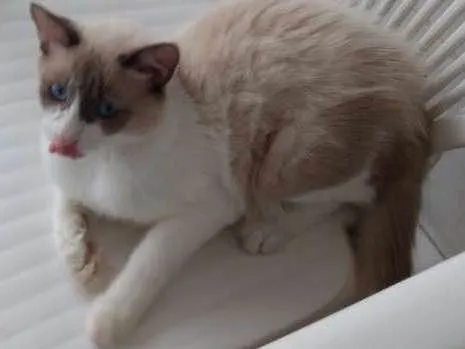 Gato ra a Siamês idade 7 a 11 meses nome Branquinho