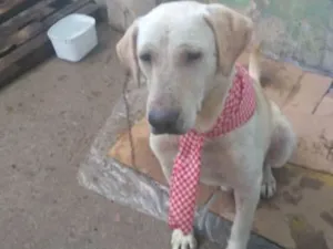 Cachorro raça Labrador idade 5 anos nome Thor