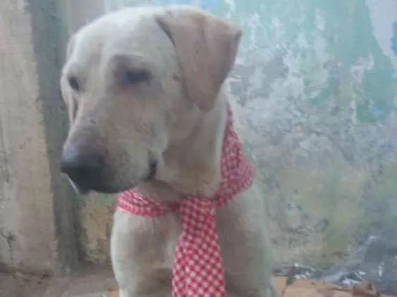 Cachorro raça Labrador idade 5 anos nome Thor