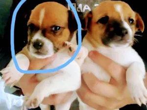 Cachorro raça Mistura idade Abaixo de 2 meses nome Só tem uma fêmea