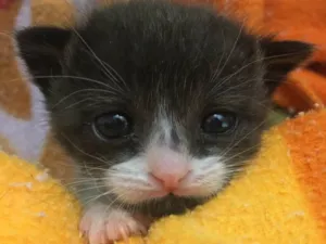 Gato raça SRD idade Abaixo de 2 meses nome GALILEU